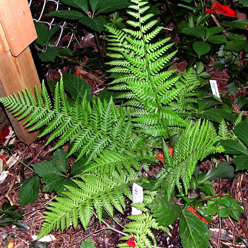 Dryopteris complexa stableri